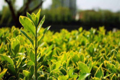 清明节工会组织员工踏青